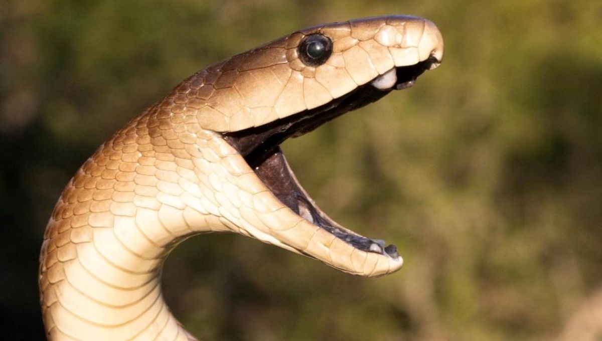 “That’s OK, We Like Being Surprised.”: Eastern Green Mamba Is Odd Snake Out Among Venomous Family