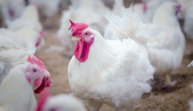 New technologies shape future of poultry genetics