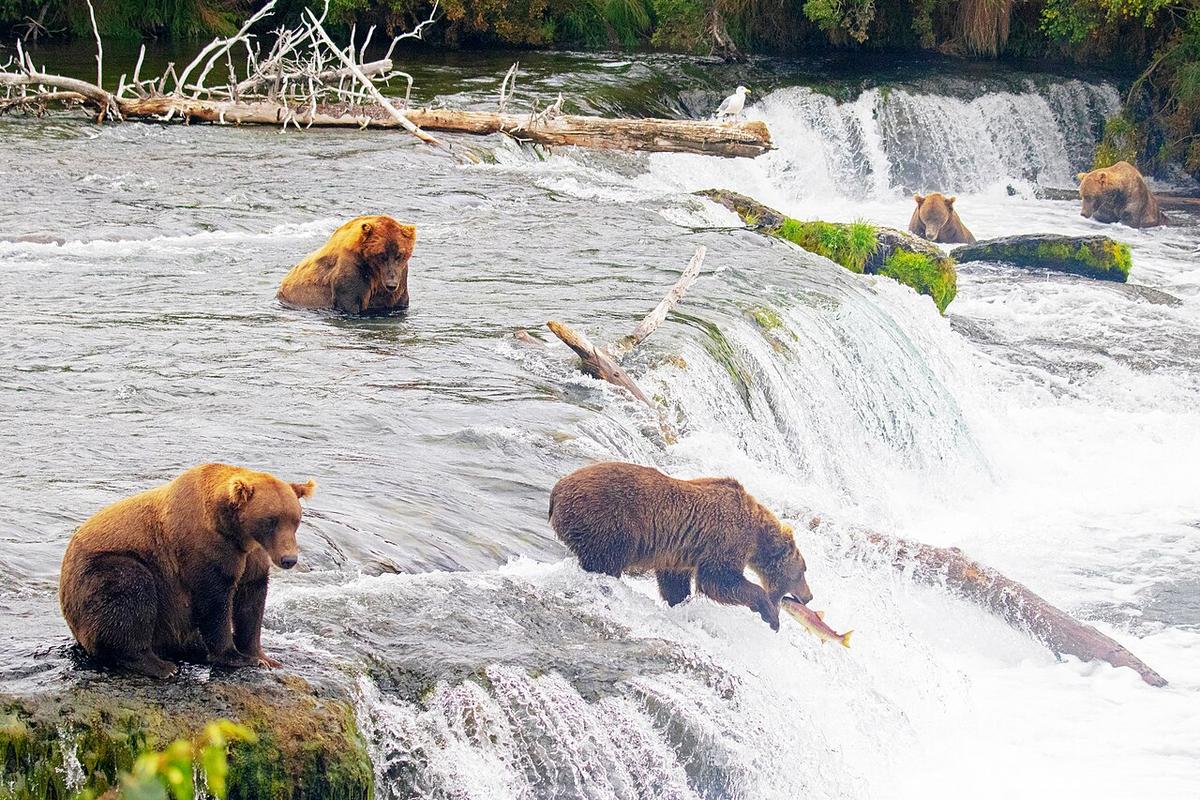 Brown Bears feeding on sockeye salmon at Brooks Falls, Katmai National Park, Alaska. One bear in the center is leaning over the falls with his jaws open, about to snap them shut on a leaping salmon.