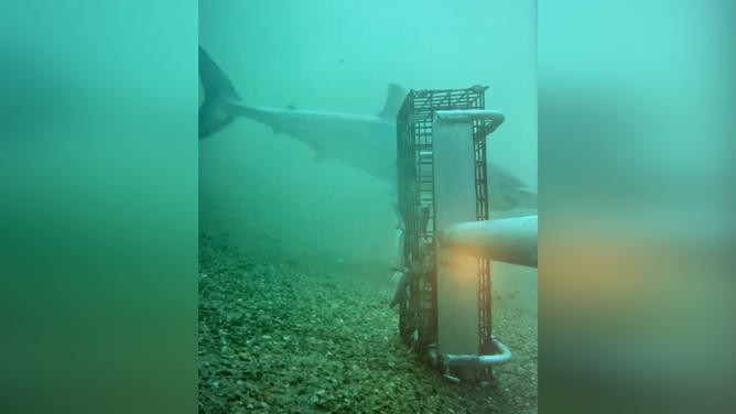 White shark swims near the BRUVs.