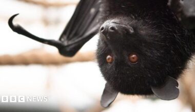 A close-up of a black bat's face. The bat is hanging upside down on the right and has brown eyes. It has a black wing poking out on the left.
