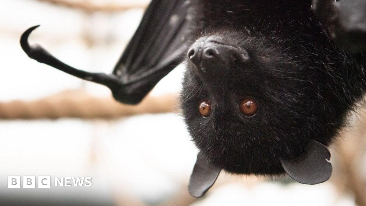 A close-up of a black bat's face. The bat is hanging upside down on the right and has brown eyes. It has a black wing poking out on the left.