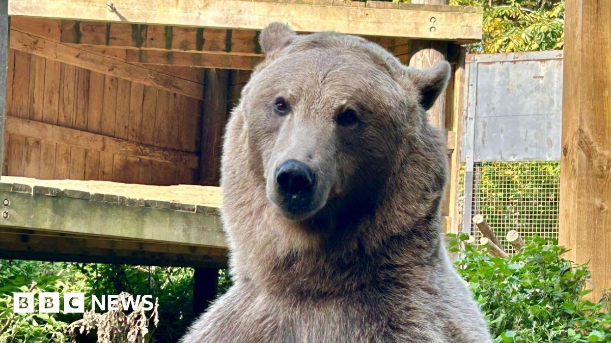 A brown bear looking at the camera. It is in an enclosure.