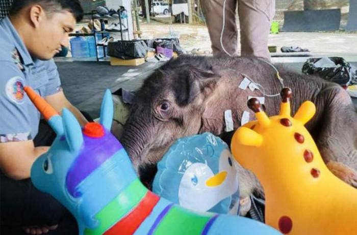 Bangkok Post - Injured baby elephant recovering