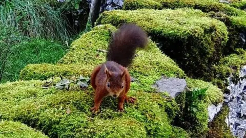 Julie Bailey/UKSA Red squirrel on a dry stone wall covered in moss.
