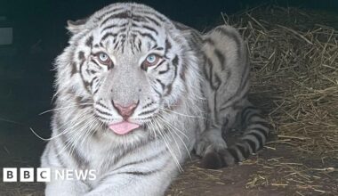 Lincolnshire Wildlife Park awaits white tiger traumatised by war