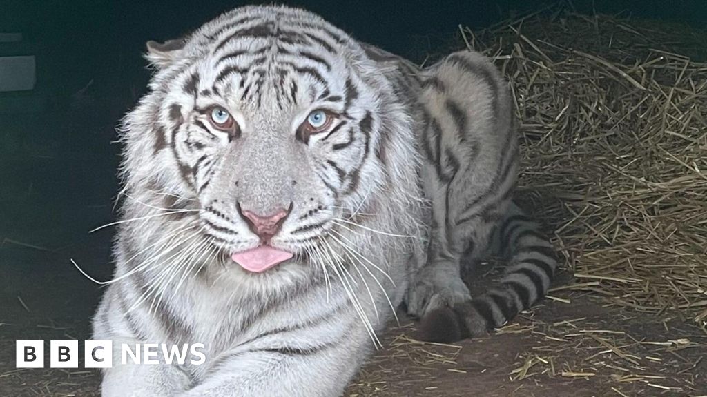 Lincolnshire Wildlife Park awaits white tiger traumatised by war