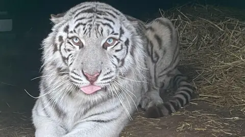 Animal rescue in Ukraine A tiger with predominantly white fur and dark grey stripes is lying down on ground covered in straw. He is looking directly into the camera, has light blue eyes and his tongue is poking out slightly.