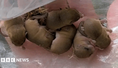 Eight tiny young dormice curled up in the palm of a person's hand, on a layer of clear plastic