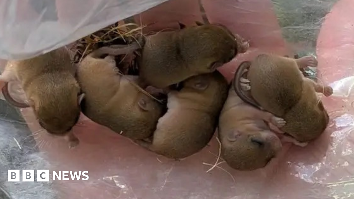 Eight tiny young dormice curled up in the palm of a person's hand, on a layer of clear plastic