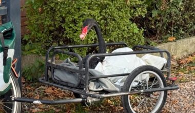 Anti-social black swan evicted after bullying other swans - The Independent