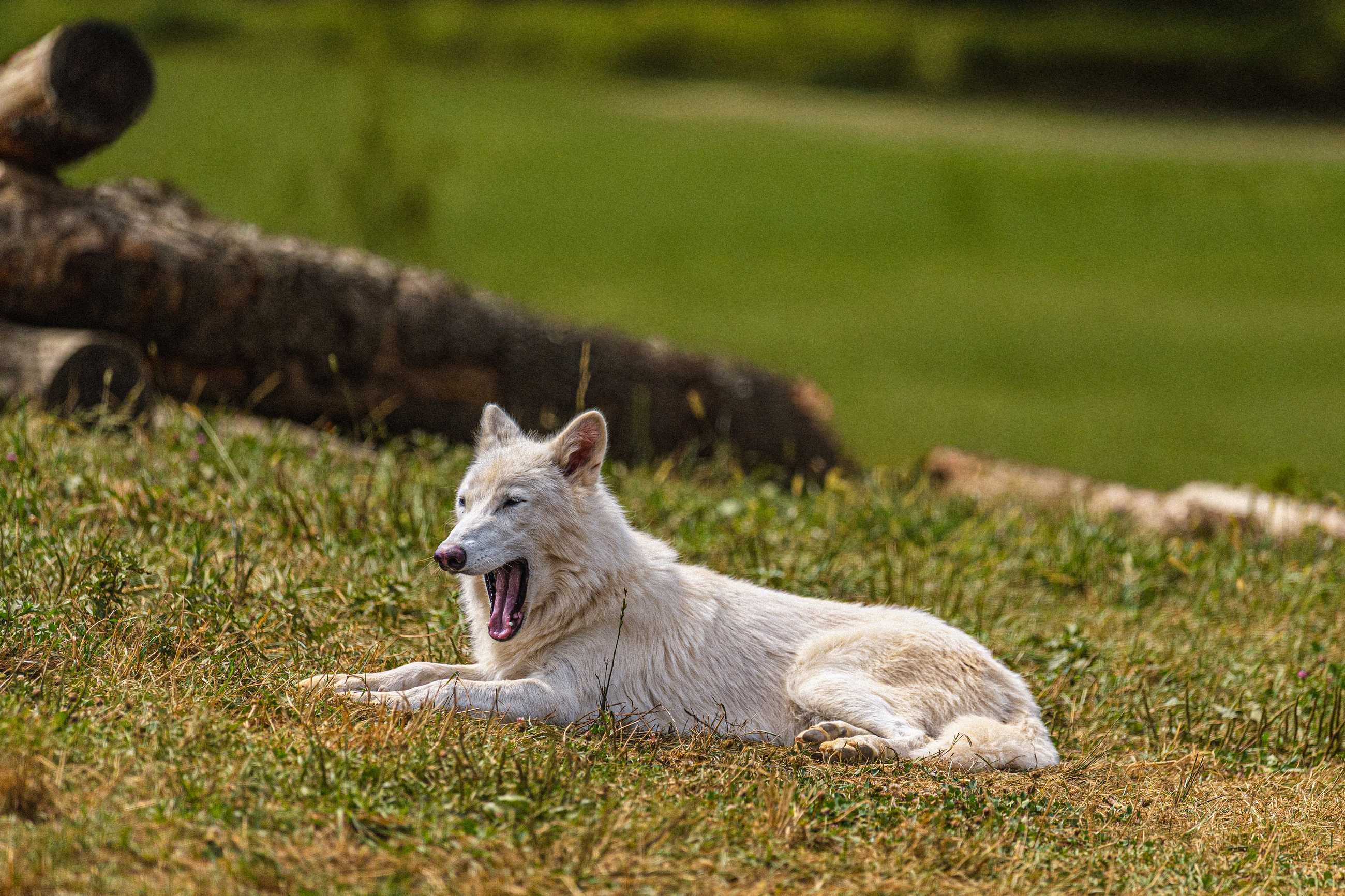 Colossal Dire Wolves Birthday Remus 1 year old