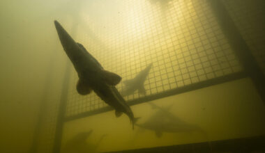 Award-winning photo captures historic return of Atlantic sturgeon