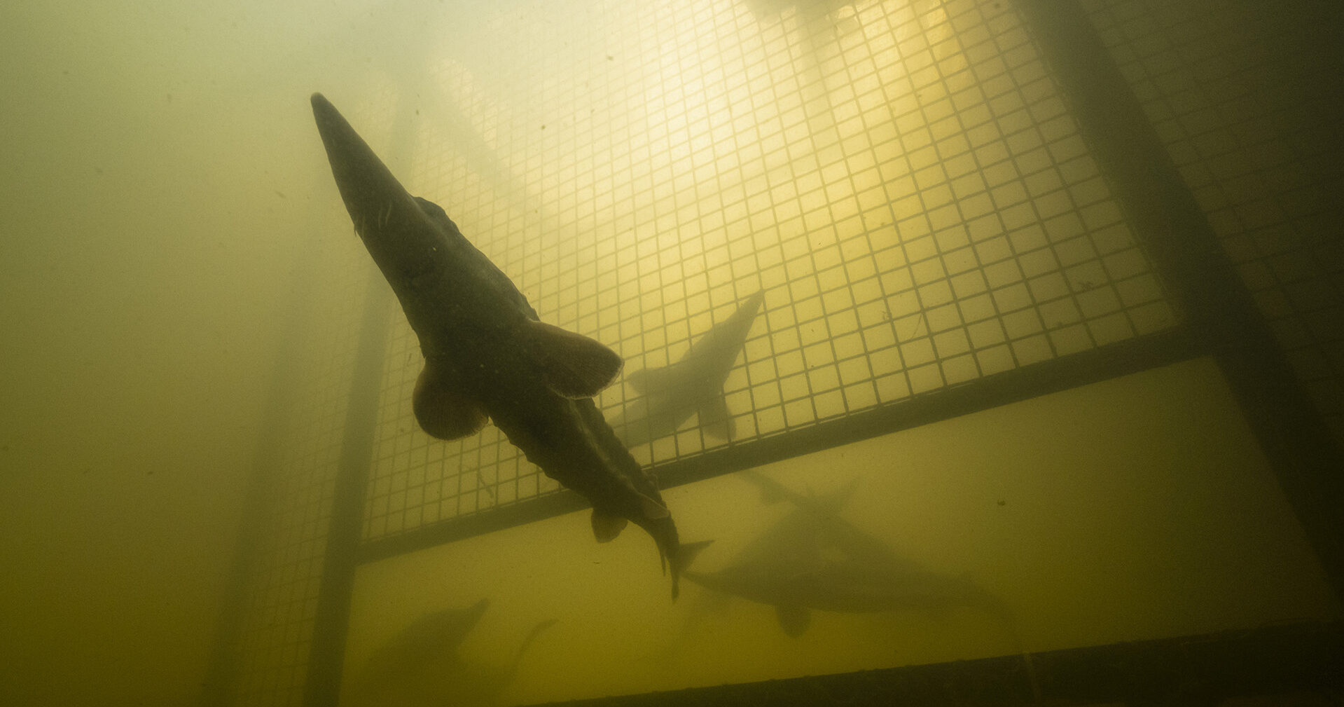 Award-winning photo captures historic return of Atlantic sturgeon