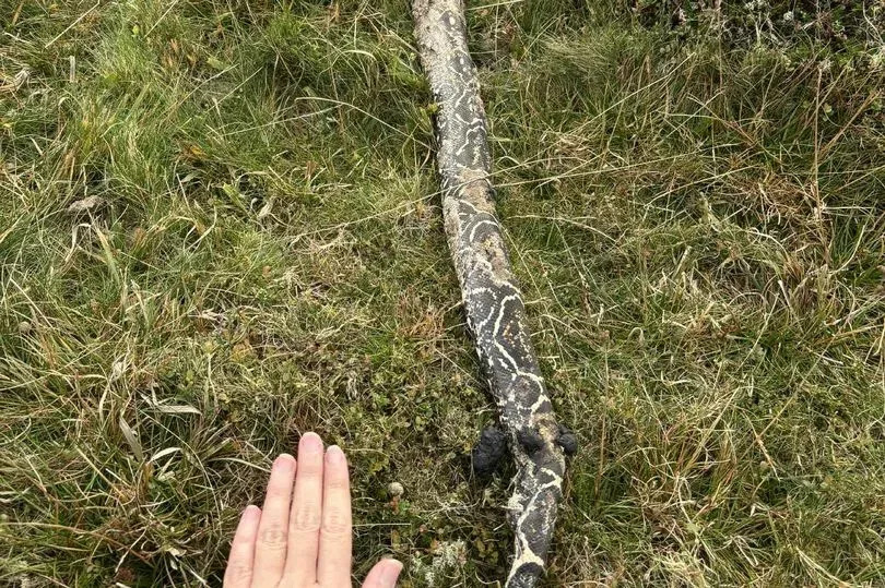 A huge snake next to a hand