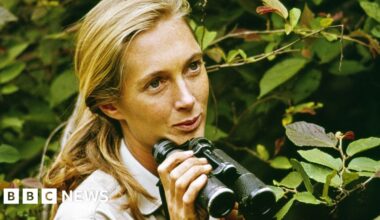 Dame Jane Goodall revolutionised our understanding of our closest primate cousins