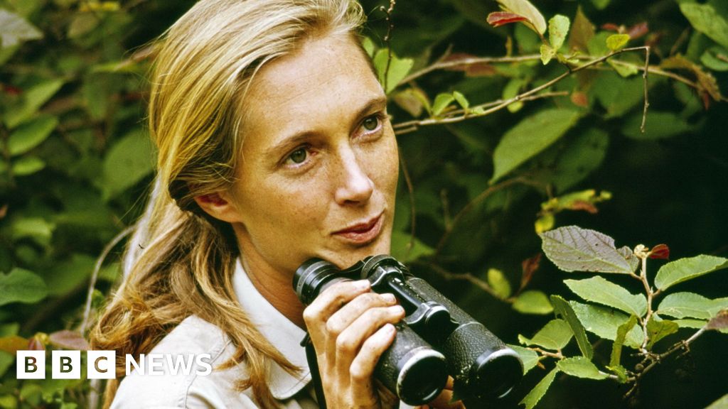 Dame Jane Goodall revolutionised our understanding of our closest primate cousins
