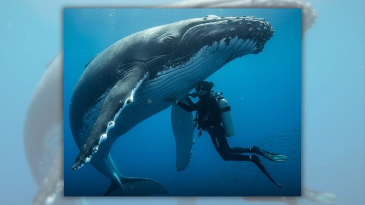 Did humpback whale really protect marine biologist from shark?