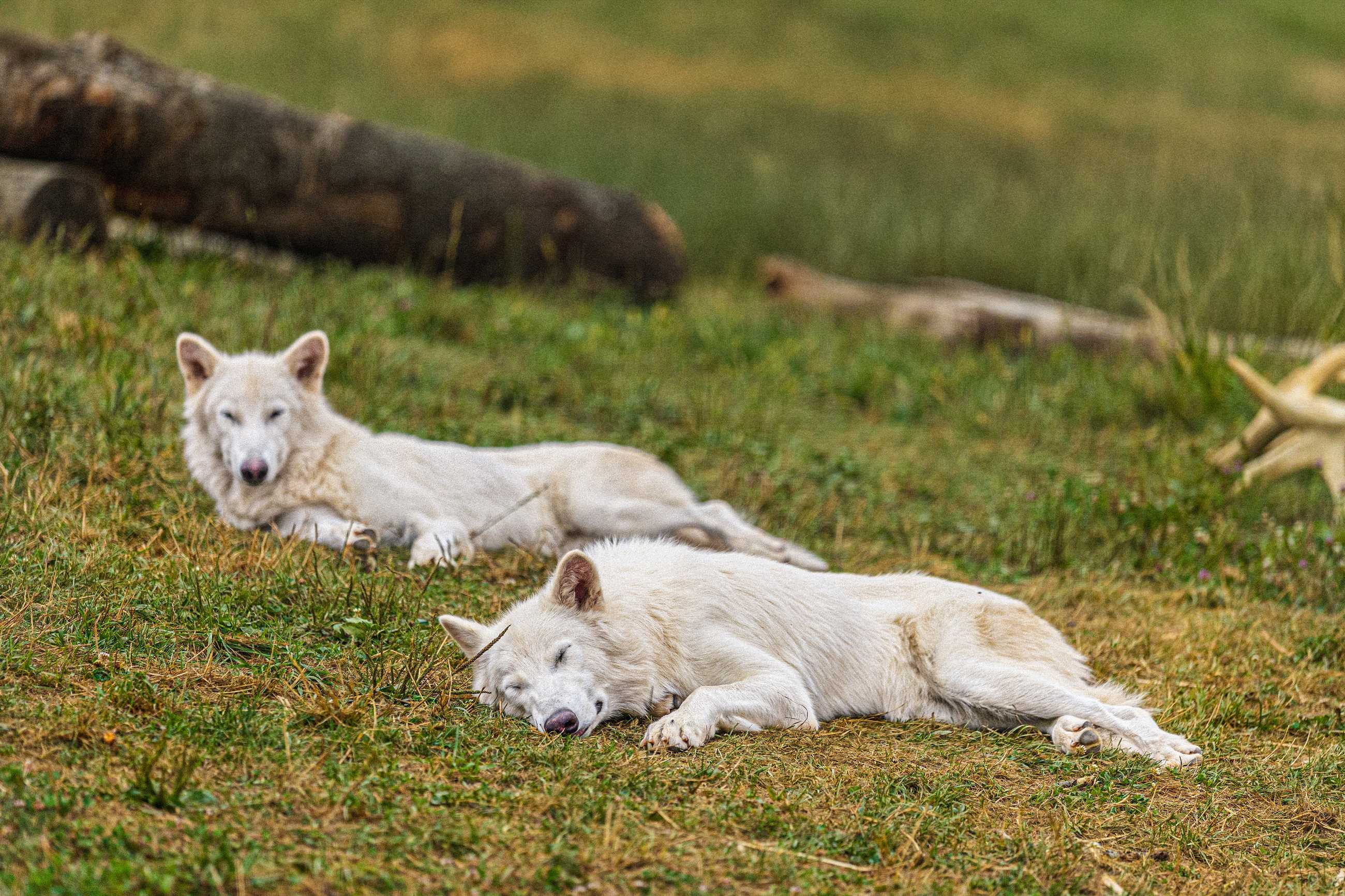 Dire Wolves Romulus Front Remus Back at 1 years old