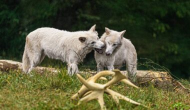 Inside The First Birthday of Romulus & Remus