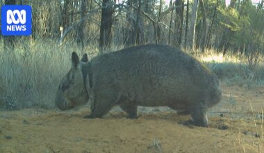 Northern hairy-nosed wombat joeys mark conservation success for rare Queensland animal