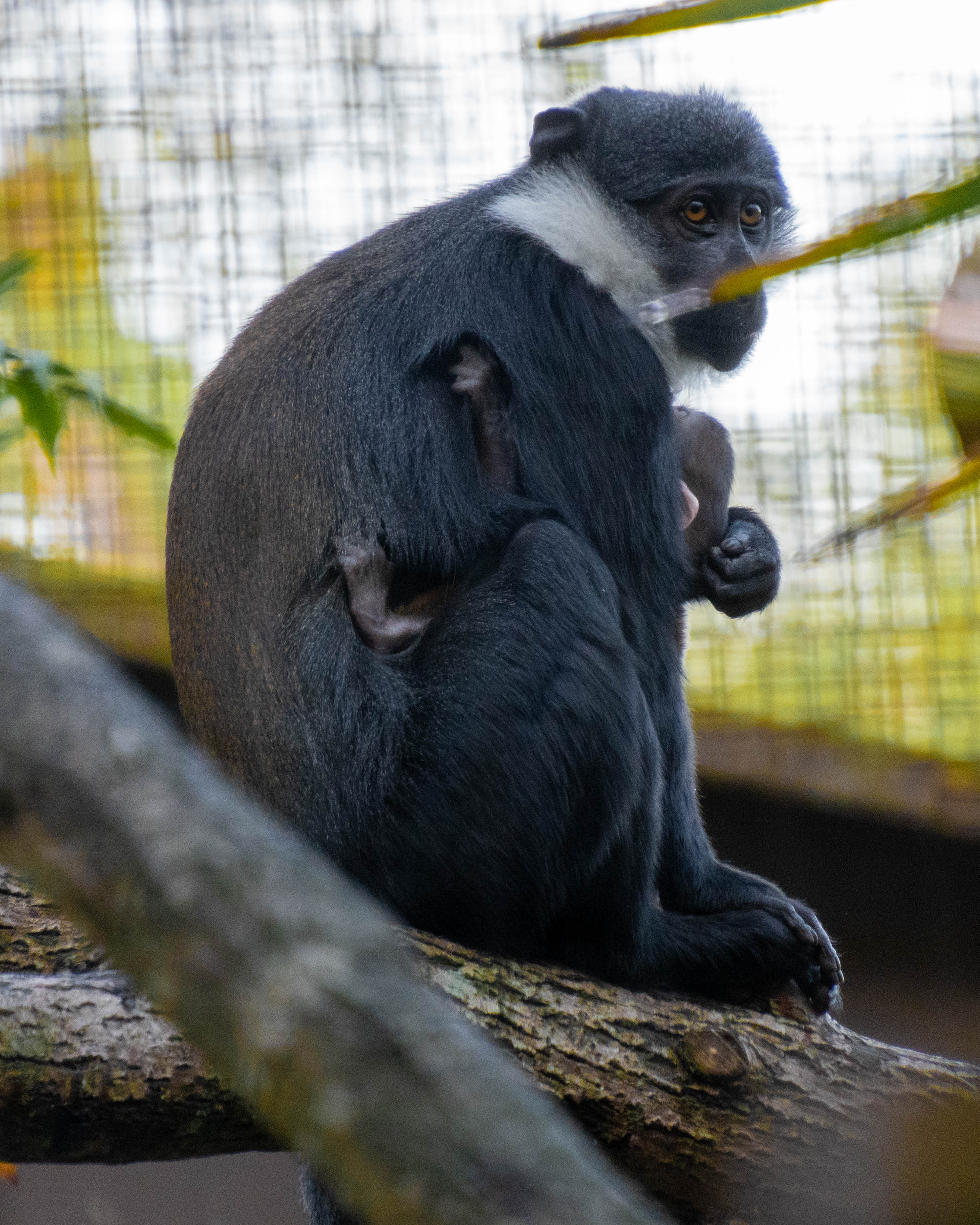 The wildlife conservation charity confirmed the baby was born to mum Sheli and dad Jamal.