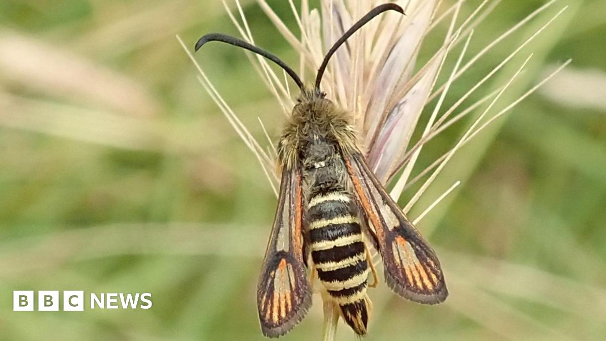 A close-up of a six-belted clearwing moth. It has a yellow and black striped body with yellow and brown wings and large black antennas. It is resting on a grass head.