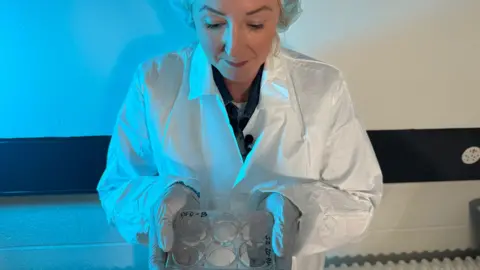 BBC Zoe Kleinman looking at a dish in a lab. She is wearing a lab coat, protective gloves and a hair net.