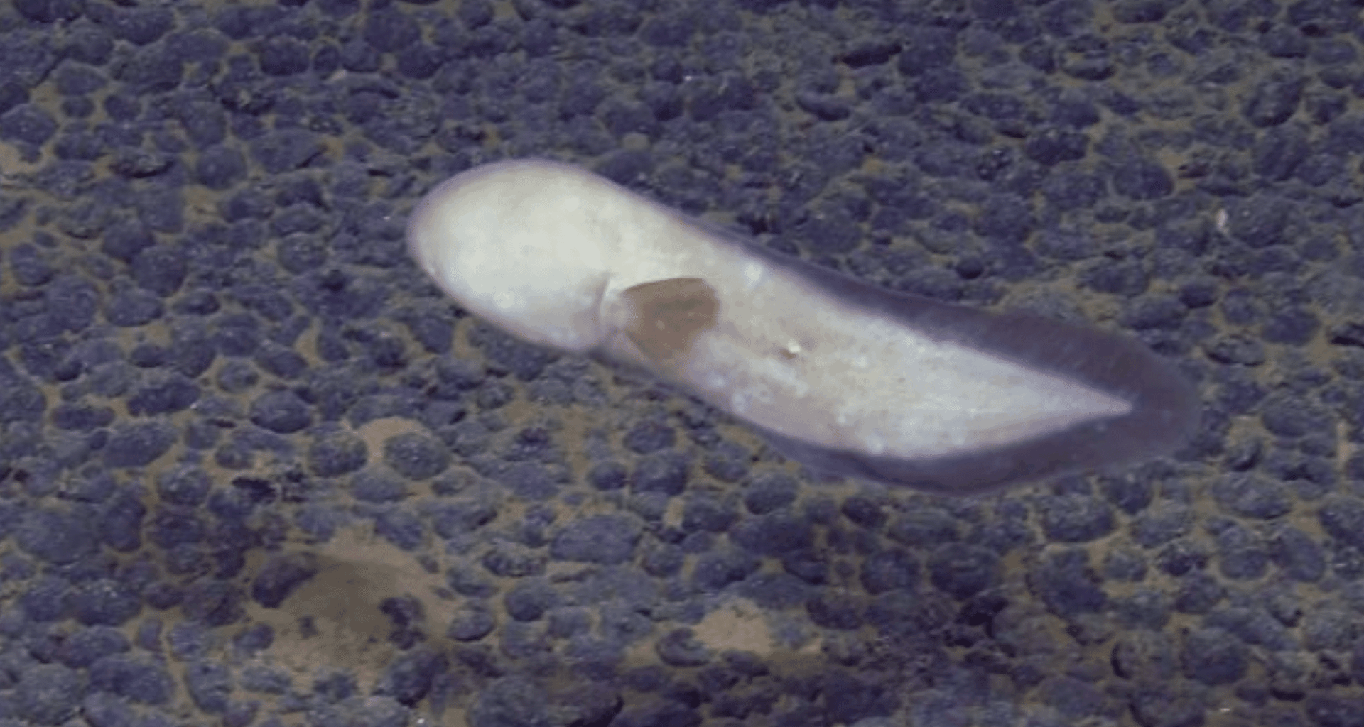 Eerie Faceless Creature Discovered In The Deep Sea Stuns Scientists