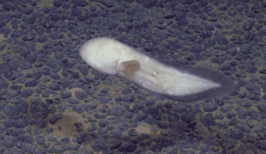 Eerie Faceless Creature Discovered In The Deep Sea Stuns Scientists