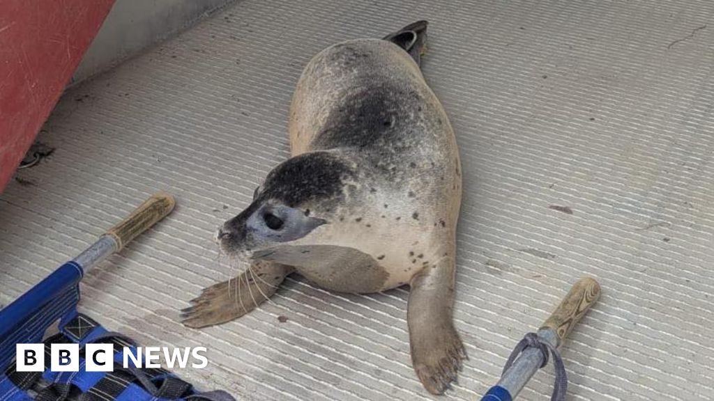 Peterborough seals rescued from river and returned to Norfolk