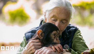 Conservationist Dame Jane Doodall dies aged 91