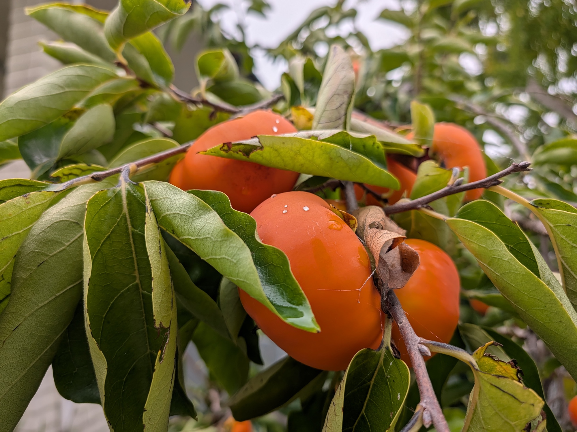 Persimmons shot by Pixel 10 Pro