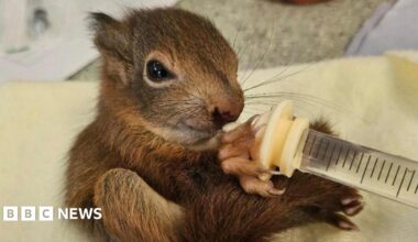 A small red squirrel sat drinking out of a syringe. It looks to be sat down on a blanket in a hospital setting. It has its claws wrapped tightly around the syringe.
