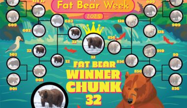 The Fat Bear Week 2025