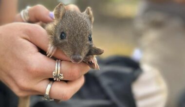These little bettongs were wiped out in South Australia a century ago. Now they’re thriving alongside foxes and feral cats