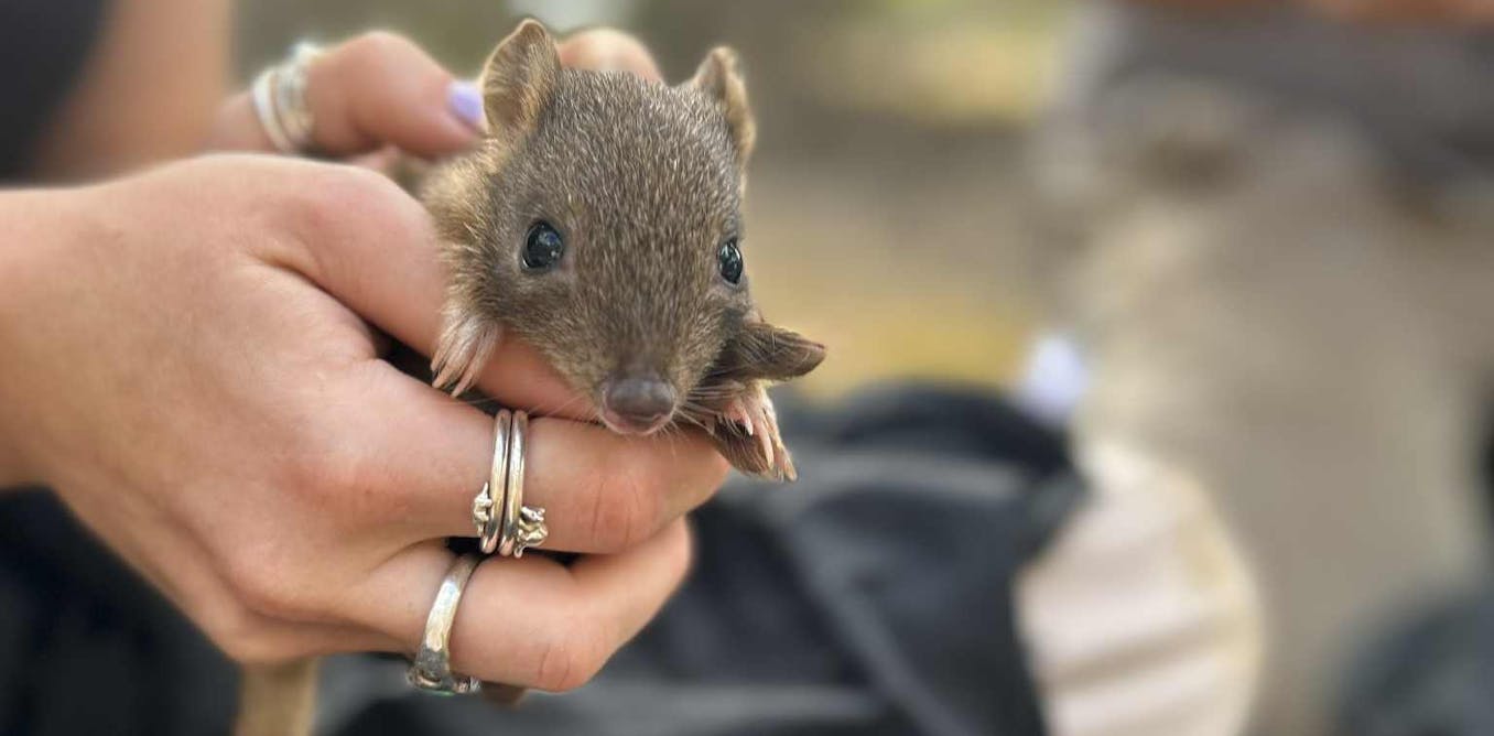 These little bettongs were wiped out in South Australia a century ago. Now they’re thriving alongside foxes and feral cats
