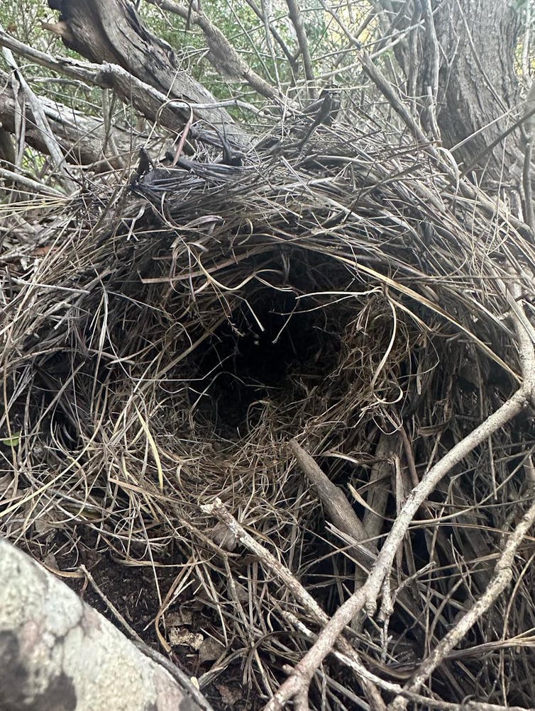 Bettong nest, a mass of roots and grasses with a hole in the middle.