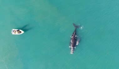 what this says about ocean health