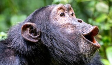 When chimps helped cool the planet