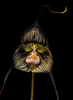 black dracula orchid, black background