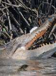 Boat Guide Comes Across Crocodile Playing With A Delicate 'Toy' In The River