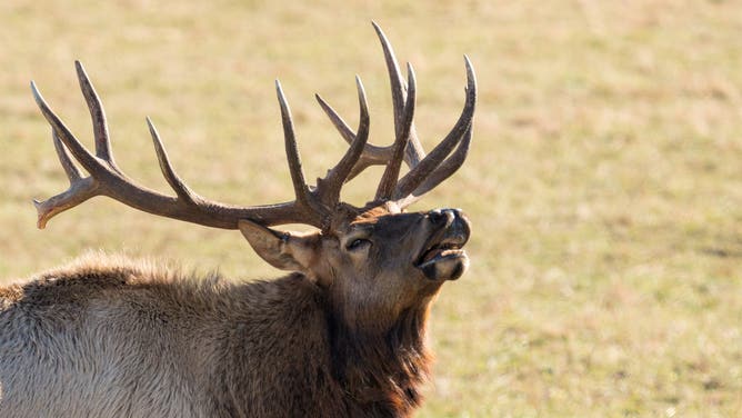 Elk (Credit: Getty Images Creatives)