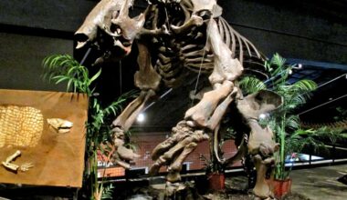 Megafauna was the meat of choice for South American hunters