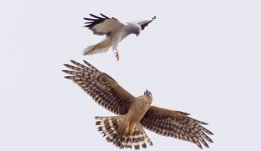 Hardly any Hen Harrier nesting attempts on English grouse moors for second year running – Raptor Persecution UK