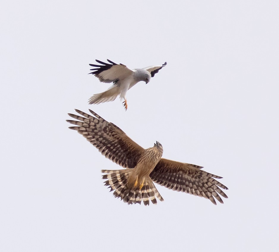 Hardly any Hen Harrier nesting attempts on English grouse moors for second year running – Raptor Persecution UK