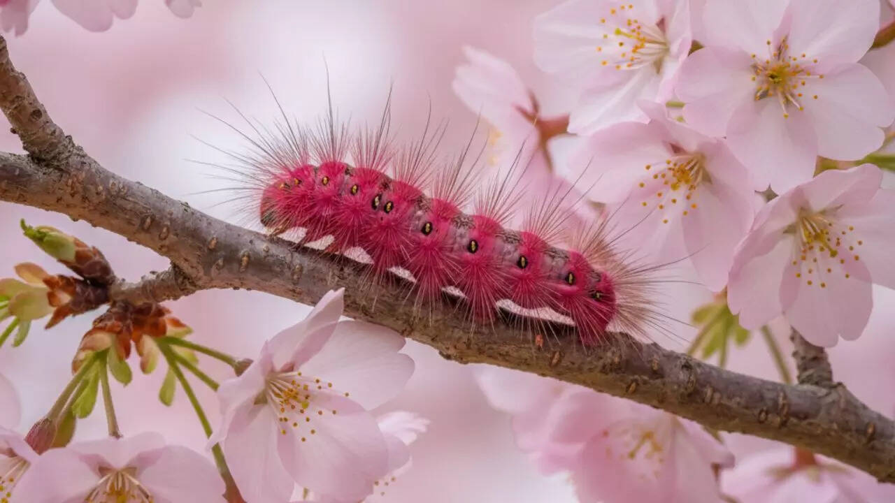 Himalayan Cherry Blossom Moth Caterpillar