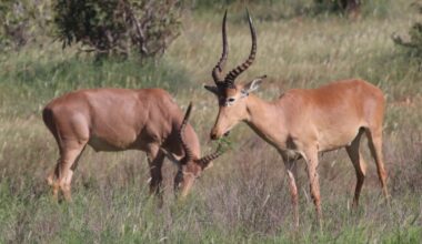 The "Four-Eyed" Hirola Once Numbered 15,000. Now, It's The World’s Most Endangered Antelope