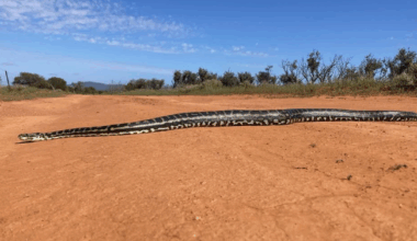 Massive python spotted at national park in a rare sighting