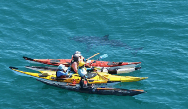 Kayakers have second close encounter with great white in four days